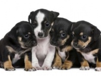 「パピーミル」で産まれた子犬の値段は？（shutterstock.com）