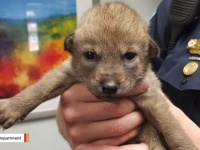 迷子の子犬が警察に届けられる→実は野生のコヨーテだったことが判明
