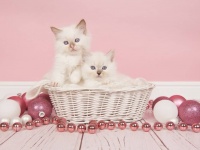 愛猫が忘れられない女性、2度の失敗を経てついにクローン猫が双子で誕生
