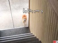 動物界でトップクラスの実力を持つ猫の「だるまさんがころんだ」階段編