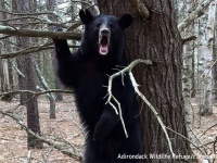 ニューヨークで”人間に無害”なアメリカクロクマが脱走。目撃情報が呼びかけられる