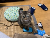 撫で回したい...（写真はバニラ芭蕉Pさんのツイートより）