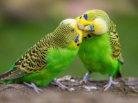鳥は地球温暖化に適応するために体の大きさを変化させている（オーストラリア研究）