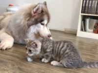 「猫だから仕方ない」ってあきらめて！何をしたって許しちゃう？キュートな猫の所業を集めてみた