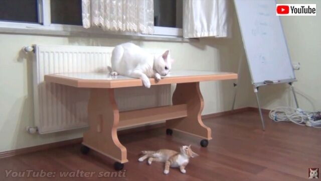 kittenwinsoldersheart3_640