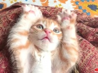寒い夜にはやっぱり猫！にゃんこズのあれやこれやな所業を愛でてココロをあっためようじゃないか