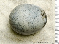 1700年前のニワトリの卵を発見。中身も黄身と白身が混ざった状態で残されていた