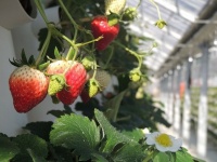那須りんどう湖レイクビューではいちごの成りが好調