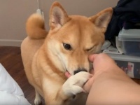 「いいかげん起きろや飼い主！」と心の中で思っていそう。柴犬ハルさんのモーニングコール