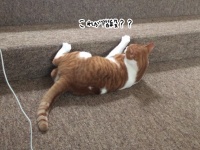 猫、初めて見る階段に対する反応。を見た人々の反応。