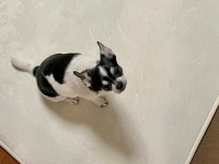 チワワ「わたしが仕留めました」　犬が待つ家に帰ったら...広がる光景に1.3万人ビックリ「完璧な仕事を見た」