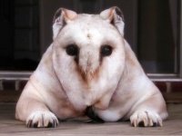 猫とフクロウの合体に味を占めたコラ職人、犬とフクロウを合体させてみた。こうなった。