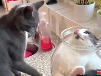 金魚鉢の中で液状化した猫「意地でも固体には戻らニャい！」と、外に出るのを断固拒否