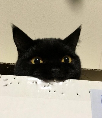 ＠nekko221さんのツイートより