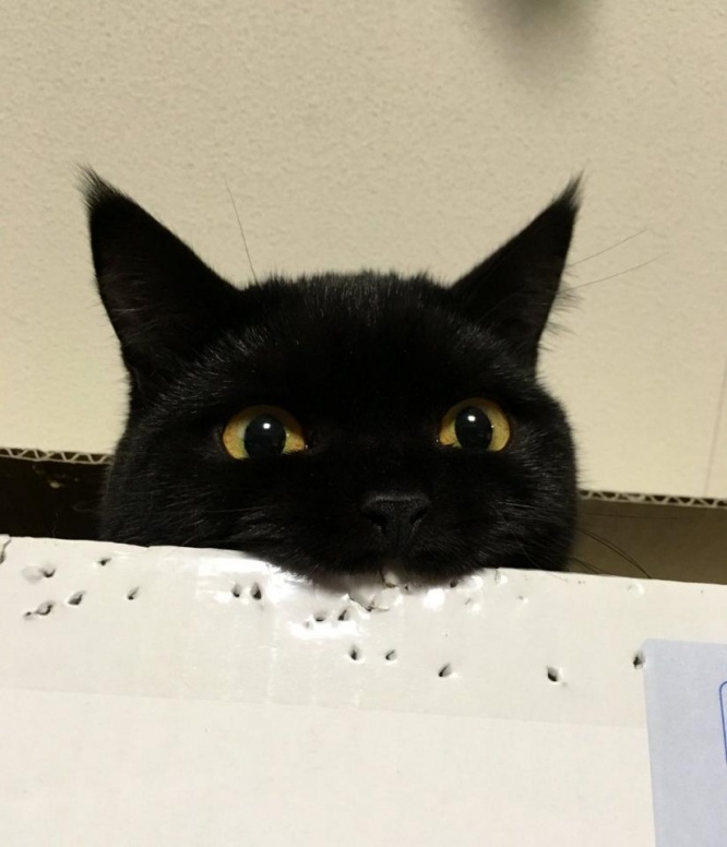 ＠nekko221さんのツイートより