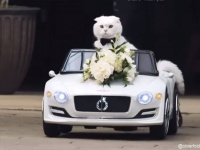 飼い主の結婚式に車に乗って颯爽と登場、リングベアラーを務めた猫