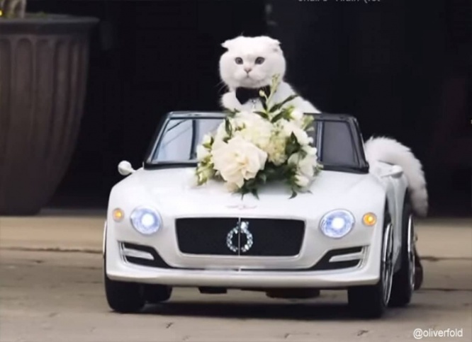 飼い主の結婚式に車に乗って颯爽と登場、リングベアラーを務めた猫