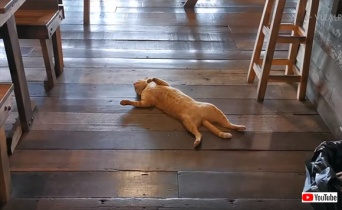 「どうぞご自由におモフり下さい」猫が床に転がったまま微動だにしないレストランの風景（タイ）