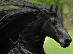 ラオウの愛馬か！　漆黒の馬がイケメンすぎると話題に
