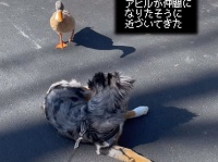 アヒルが仲間になりたそうに犬に近づいてきた！？と思ったら犬をベッド代わりに使用していた件