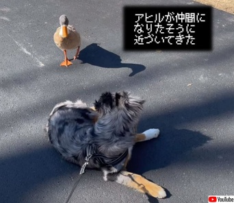 アヒルが仲間になりたそうに犬に近づいてきた！？と思ったら犬をベッド代わりに使用していた件