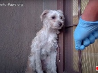 Hope For Paws～おびえ切っていた犬、愛情たっぷりのハグで世界のすべてが変わった！