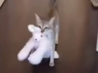 どこに行くにもいっしょだよ！大好きなウサギのぬいぐるみを放さない猫