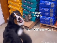 子猫に会えたのがうれしすぎてピョンピョン踊りをする犬