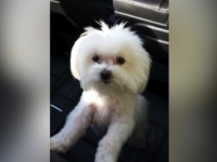 3年間行方不明になっていた愛犬がおよそ2000kmも離れた場所で発見される