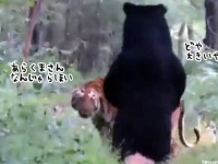 トラとクマがばったり！一触即発と思いきや、結構うまくやれてるようだ。