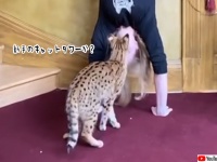新手のキャットタワーだな。逆立ちした飼い主の頂上を制覇した猫