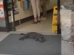 ナイスアイデア！　意外なところで涼んでいるタイの猫。