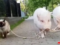 リードを咥えてトコトコトコ。ブタが猫をお散歩させている平和な風景をご覧ください