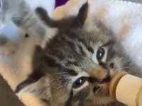 ミルクを飲む子猫、思わず耳をぴくぴくさせて飛び立ちそう。