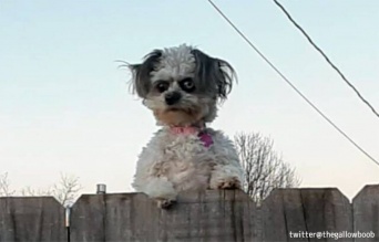 鬼犬かな。フェンスの上から鬼の形相でにらみつける犬