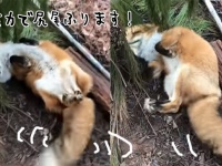 ペットのキツネが全力で尻尾フリフリ。だってお腹を撫でてほしくて...