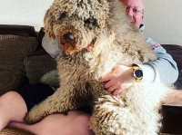 大きくなっても甘えん坊。自分はまだ子犬だと思っている大型犬だが、飼い主の心の支えとなっている（イギリス）