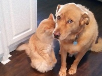 いやもう説明しなくていいから！犬たちに思わず脱力させられる瞬間を集めてみた