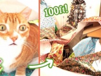 今年もクリスマスの破壊神が降臨した！包装紙に埋もれてハッピーな猫たち