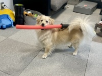 可愛すぎる〝サムライ犬〟に8.6万人驚がく　見事な辻斬り姿に「斬られたいっ！！」の声