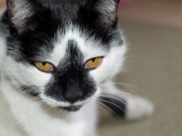 白黒猫のチョビヒゲや個性的な模様、その発生メカニズムが明らかに（英研究）