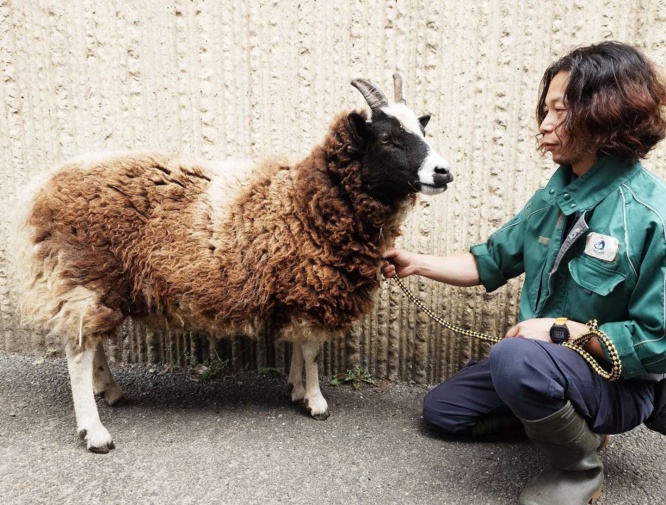 羊の「アズキ」さんと飼育員のビフォー（画像は金沢動物園提供）