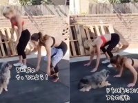 インストラクターは犬。犬先生によるエクササイズ指導。さあ先生を良くみて～！