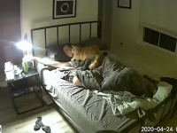 猫飼いあるある。早朝の2時間にわたるベッド上での攻防戦をご覧ください