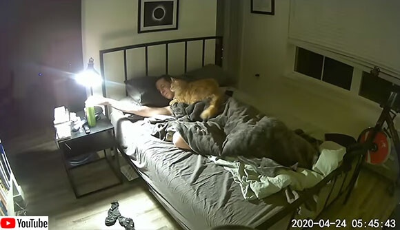 猫飼いあるある。早朝の2時間にわたるベッド上での攻防戦をご覧ください