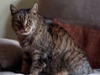 世界最年長か。英在住の猫のナツメグさん、31歳のお誕生日を迎えていた。