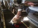 一緒にフライトも？　雄アヒルと男の二人旅！