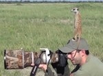 【野生】カメラマンにからんでくるミーアキャットが可愛い！