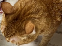 ネコチャンに迫りくる〝危機〟に4.8万人が固唾のむ　決定的瞬間のその後は...飼い主が語る
