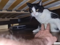 「病院なんて行きたくニャい！」保護猫プーシクくん、お医者さん通いを徹底拒否して飼い主さんを困らせる